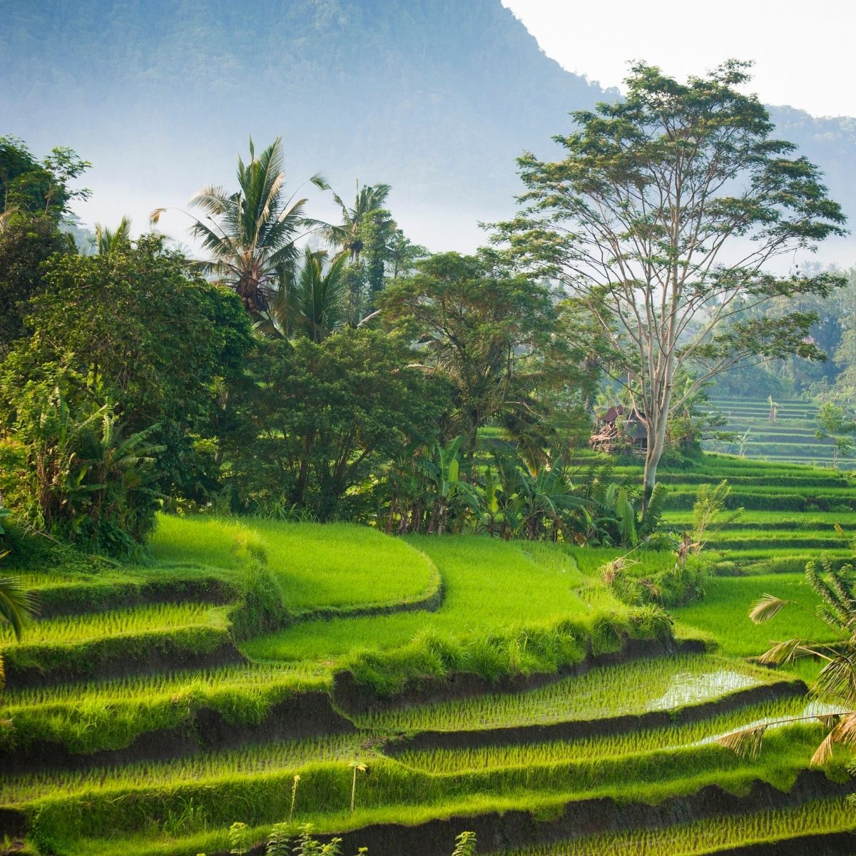 8 THINGS YOU MUST DO IN&nbsp;BALI