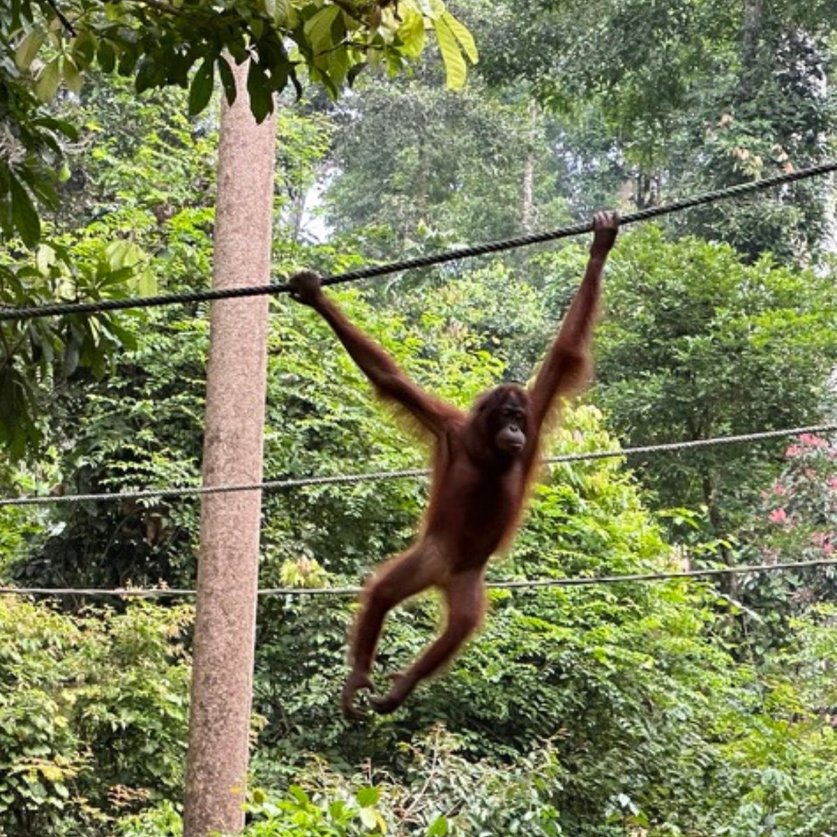 The Ultimate 2-week Borneo Itinerary&nbsp;(Sabah)