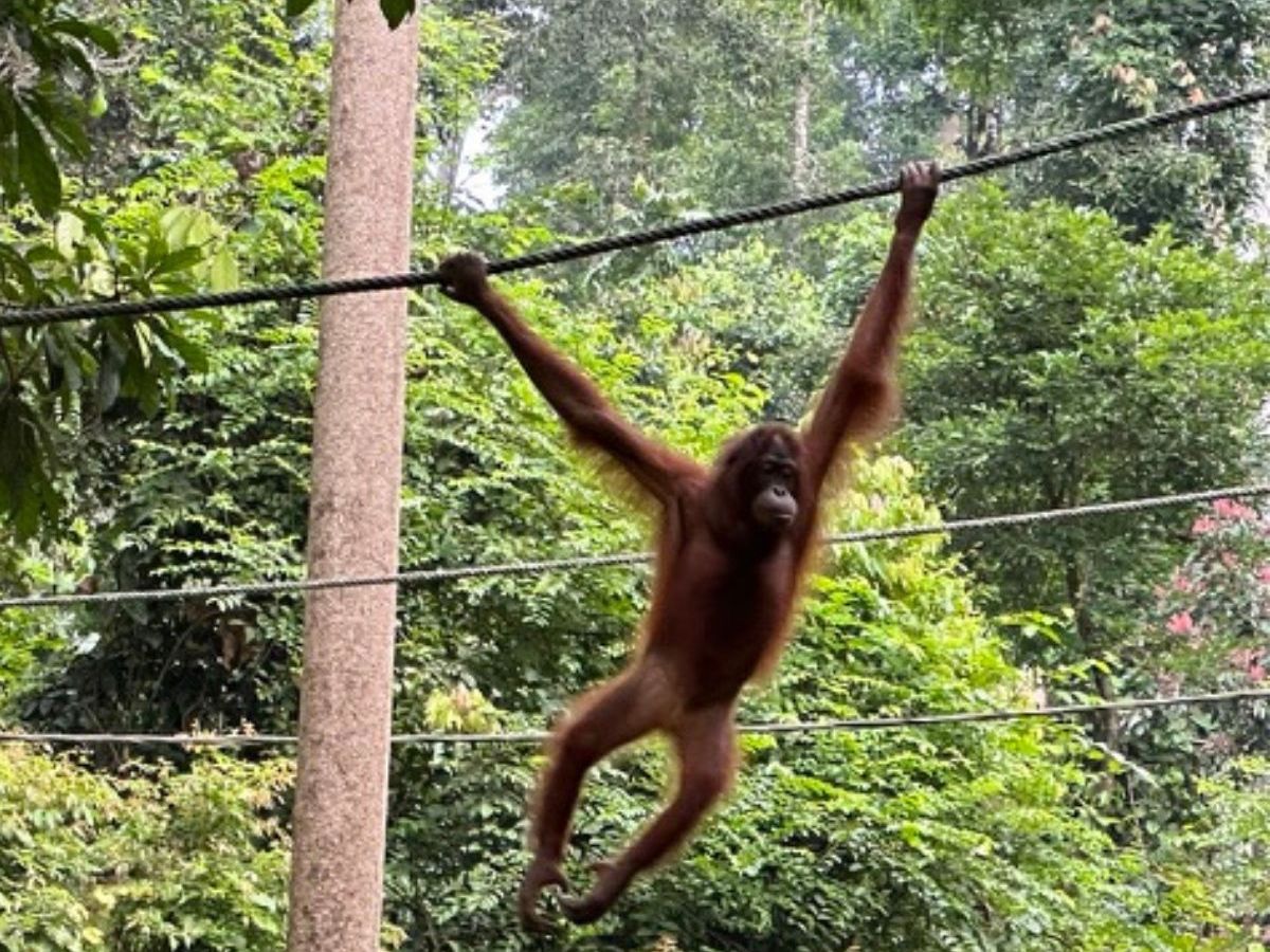 The Ultimate 2-week Borneo Itinerary&nbsp;(Sabah)